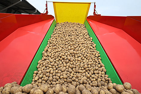 Экспорт белорусской сельхозпродукции в январе-июле вырос почти на 10%