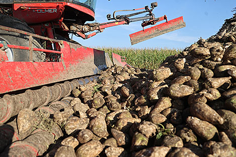 Более 4,8 млн тонн сахарной свеклы накопано в Беларуси