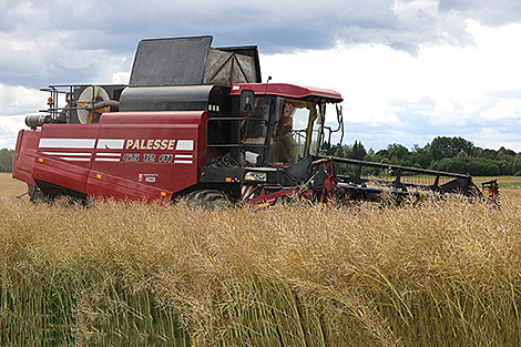 В Беларуси намолочено 8,7 млн тонн зерна с учетом рапса