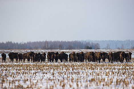 Наблюдение за дикими животными, сплавы на байдарках и фестивали. Как в Беларуси развивается экотуризм