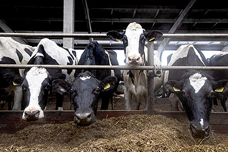 После вступления Беларуси в ВТО объем господдержки сельского хозяйства не снизится - МИД