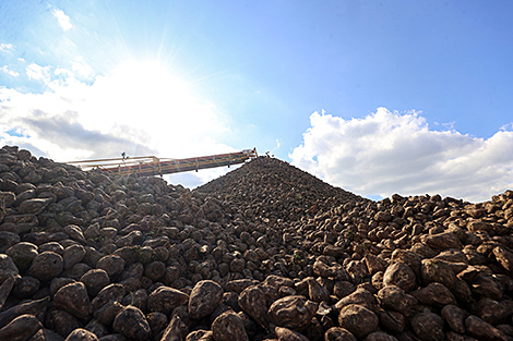 Минсельхозпрод: в стране накопан первый миллион тонн сахарной свеклы