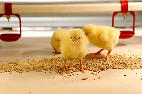 Модернизированные птичники 