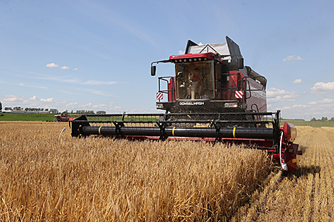 В Беларуси намолочено более 9,3 млн тонн зерна с учетом рапса