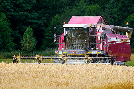 Более 8,9 млн т зерна намолотили в Беларуси