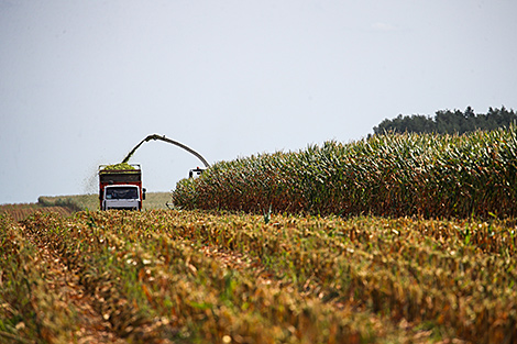 В Беларуси намолочено почти 750 тыс. тонн зерна кукурузы