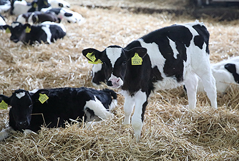 В Беларуси зарегистрировали собственную породу коров