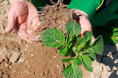 Более 90% белорусских фермеров занимаются растениеводством