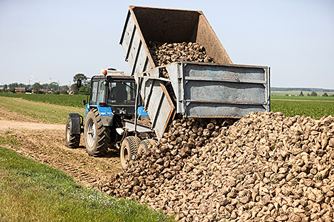 В Беларуси убрана почти четверть площадей сахарной свеклы