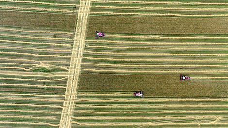 Белорусские аграрии намолотили более 4,5 млн т зерна