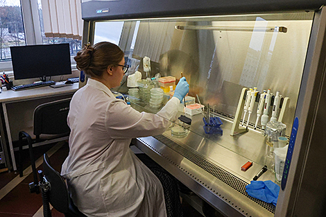 Белорусские ученые разработали препарат для повышения урожайности сахарной свеклы