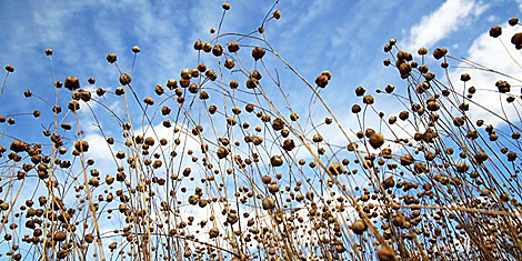 Китайская компания SUMEC инвестирует в развитие льноводства в Могилевской области