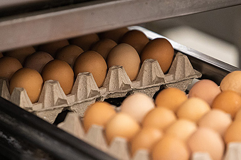 Производство сельхозпродукции в Беларуси в январе-марте увеличилось на 1,7%
