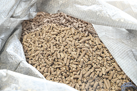 БУТБ вводит специализированные экспортные торги древесным топливом