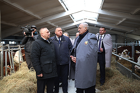 Лукашэнка арыентуе на больш хуткае развіццё племянной жывёлагадоўлі ў Беларусі