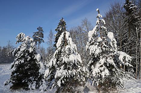 Больш за 46 тыс. га новых лясоў з'явілася ў Беларусі ў 2020 годзе