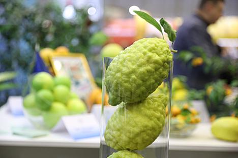 Якія расліны батанічнага саду здзівілі наведвальнікаў выстаўкі 