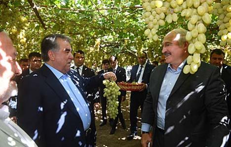 Прэзідэнты Беларусі і Таджыкістана наведалі вінаграднікі і прадэгуставалі ўраджай