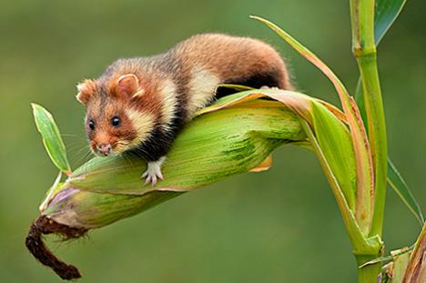 Вавёрка-палятуха, рабы суслік і звычайны хамяк у Беларусі знаходзяцца на мяжы знікнення
