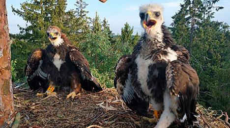 У Беларусі ўпершыню за 9 гадоў знайшлі гняздо з птушанятамі беркута