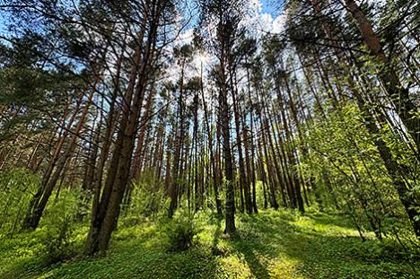 Мінлясгас: плошчы штогод ствараемых у Беларусі лясоў суадносныя з тэрыторыяй Мінска