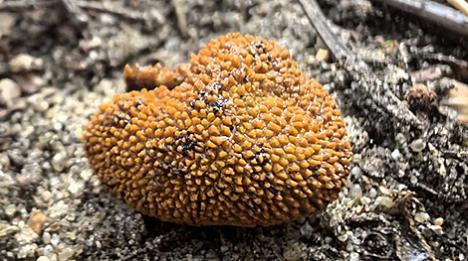 Вучоныя выявілі новы для Белавежскай пушчы від грыба