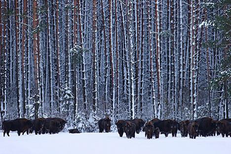 Беларускія зубры адправяцца ў Башкортастан