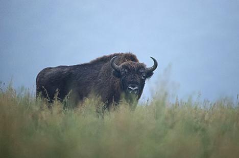 Лішніх няма: пагроза для размнажэння зуброў мінула, але з Чырвонай кнігі іх не выключаць