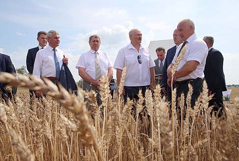 Лукашэнка: Віцебскай вобласці пара паднімацца за кошт уласных рэсурсаў