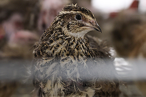 Лукашэнку паабяцалі вывесці айчынных перапёлак праз тры з палавінай гады