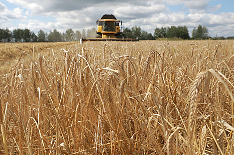 Беларускія аграрыі намалацілі больш за 5,5 млн т збожжа