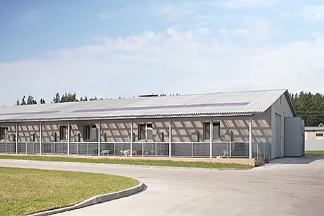 Як робяць каўбасу з казляціны, якую ацаніў Лукашэнка? Раскрываем сакрэты тэхналагічнага працэсу