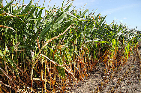 У Беларусі намалочана больш за 246 тыс. тон зерня кукурузы
