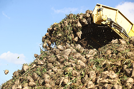 У Беларусі сабрана 6 млн тон цукровых буракоў