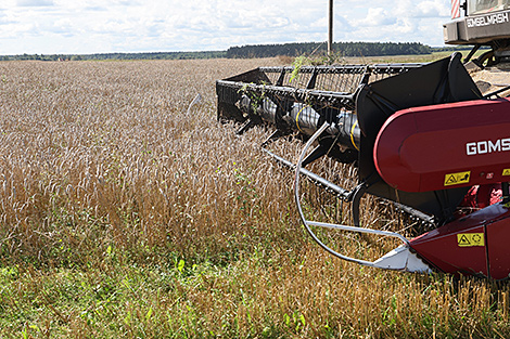 У Беларусі намалацілі звыш 11 млн тон збожжа з улікам рапсу і кукурузы