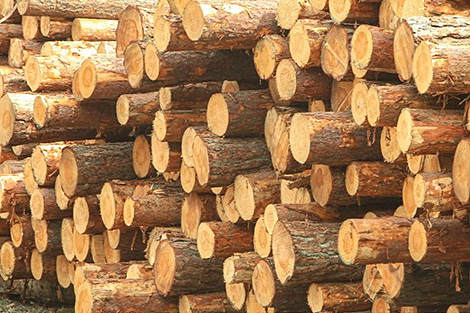 У Беларусі ўстаноўлены стаўкі экспартных пошлін на лесаматэрыялы