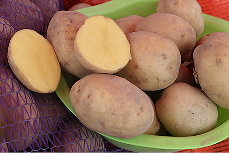 Фіялетавая бульба і пшаніца, зімовая груша. Якімі новымі сартамі здзіўляюць беларускія вучоныя