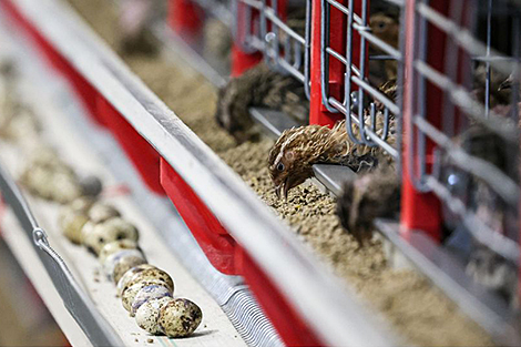 Адзін еўра на кураняці. Лукашэнку далажылі аб імпартазамяшчэнні ў птушкагадоўлі