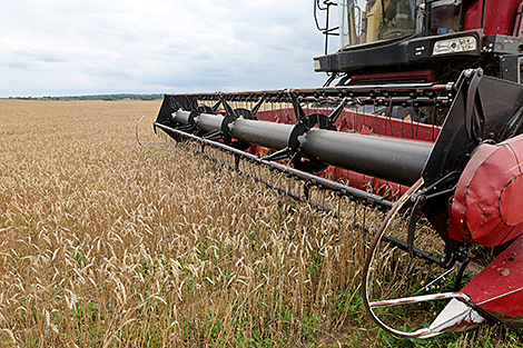 Беларускія аграрыі намалацілі 9 млн тон збожжа