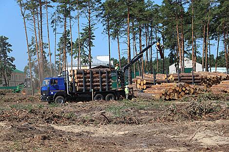 Лукашэнка даручыў за будучы год аднавіць лесанасаджэнні на пацярпелых ад стыхіі тэрыторыях