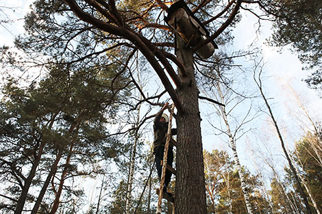 “白罗斯与波兰的林中养蜂业文化”被列入联合国教科文组织人类非物质文化遗产名录