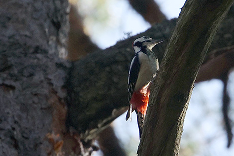 在别洛韦日原始森林里进行网络直播：动物和24种鸟类进入了摄像机镜头
