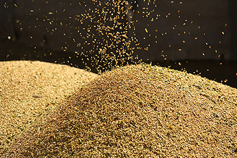 白罗斯计划在2019年生产至少900万吨谷物