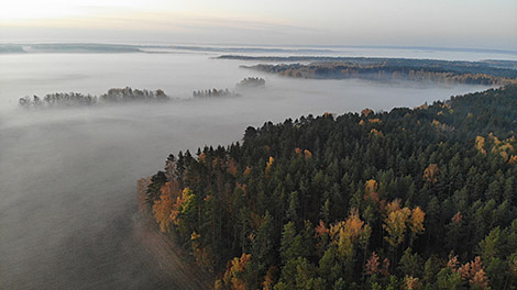 比亚沃维耶扎原始森林入选《国家地理》杂志2020年旅游之首