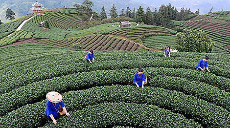 中国重庆公司有意向白罗斯供应茶叶