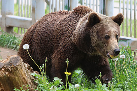 别列津斯基自然保护区开发了在野外看熊的独家之旅