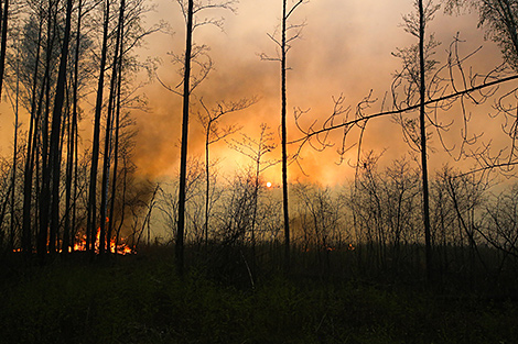 白罗斯从国际原子能机构收到了森林火灾期间辐射监测实验室