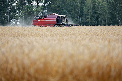Agricultural industry seen as a great contributor to Belarusian economy