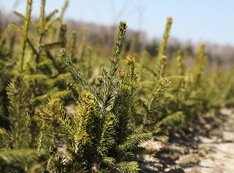 Forest Week dedicated to Year of People's Unity in Belarus Forest Week dedicated to Year of People's Unity in Belarus