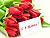 Lukashenko: Belarus values women’s participation in the country’s life